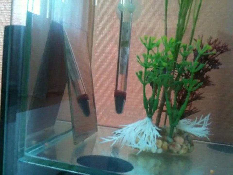 Sushi s'énerve (Betta Splendens CT)