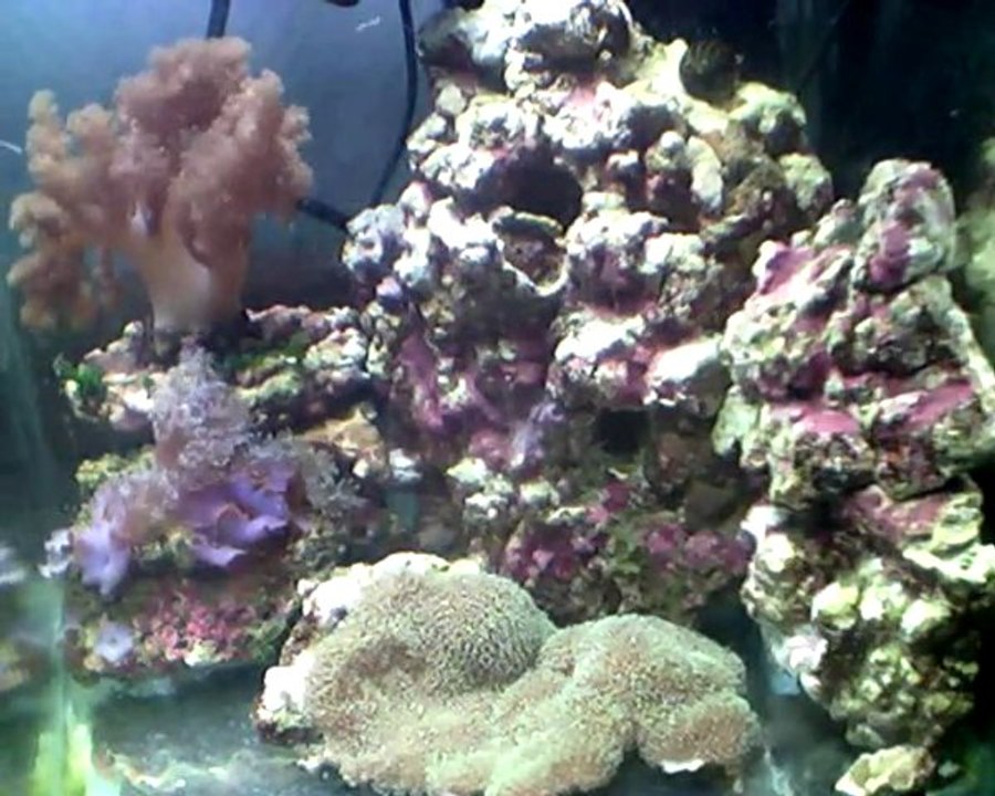 Mon bac - 30 litres récifal.