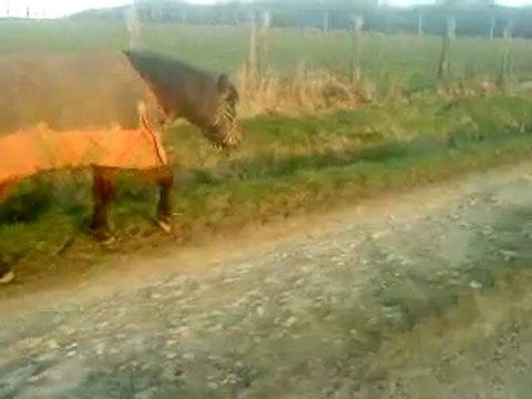 Flicka Du Diable en balade..ou me balade je sais plus trop..