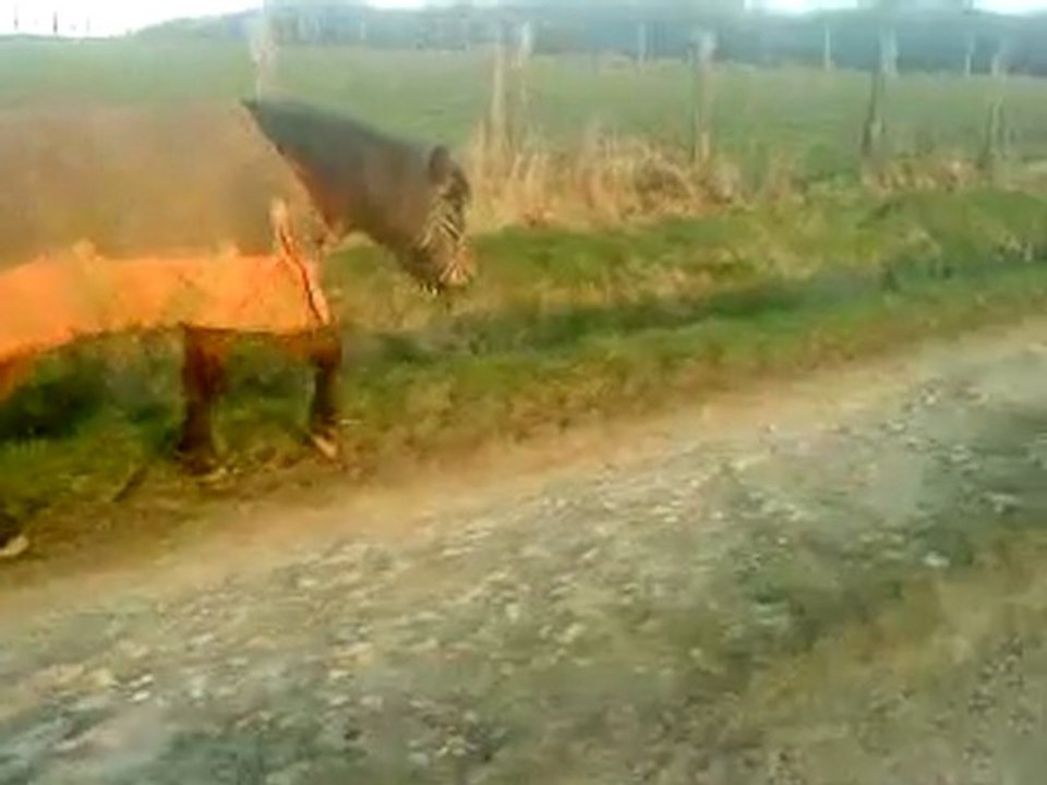 Flicka Du Diable en balade..ou me balade je sais plus trop..