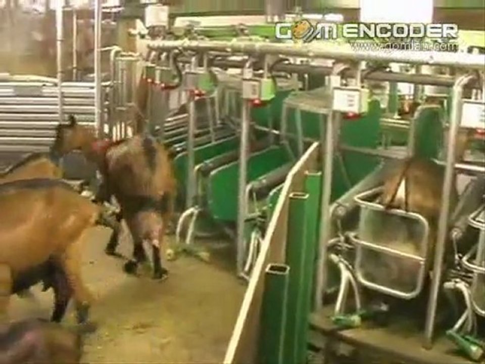 Keçi Sağım Ünitesi