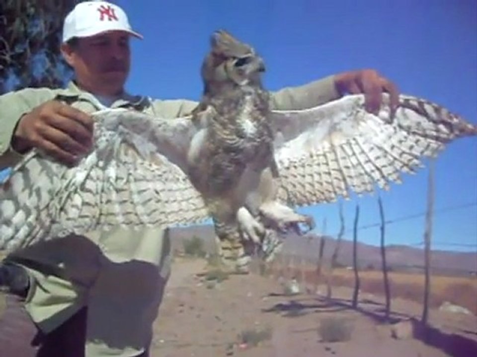 Owl Electrocuted with Dove in Talons