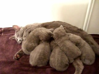 Tétée à 4 semaines