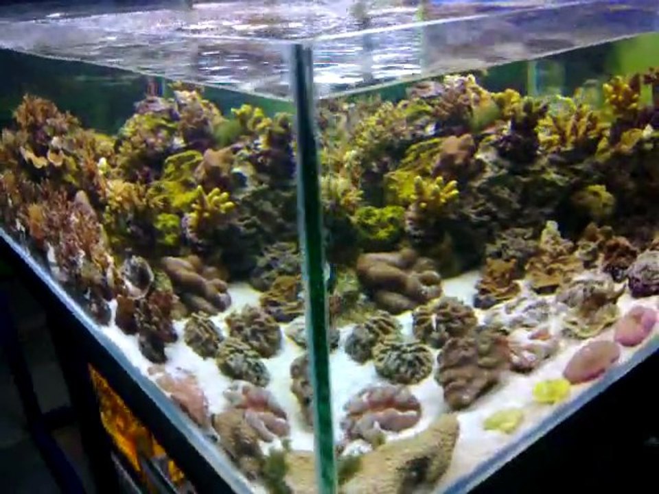 aquarium service sallaumines