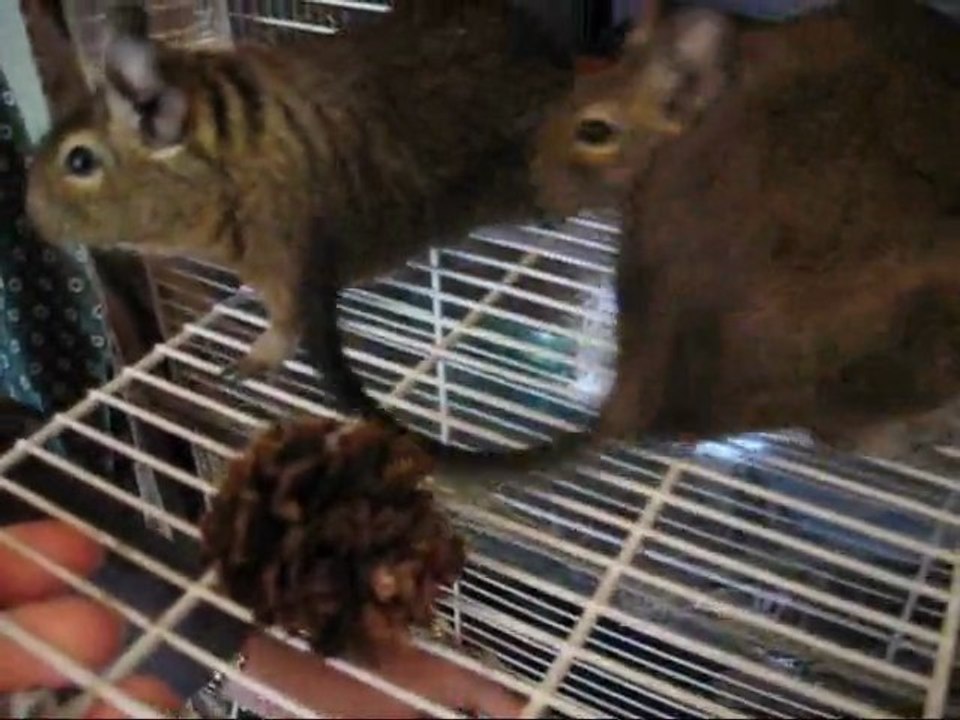 Surprise! mon octodon manique du rangement des pommes de pin!