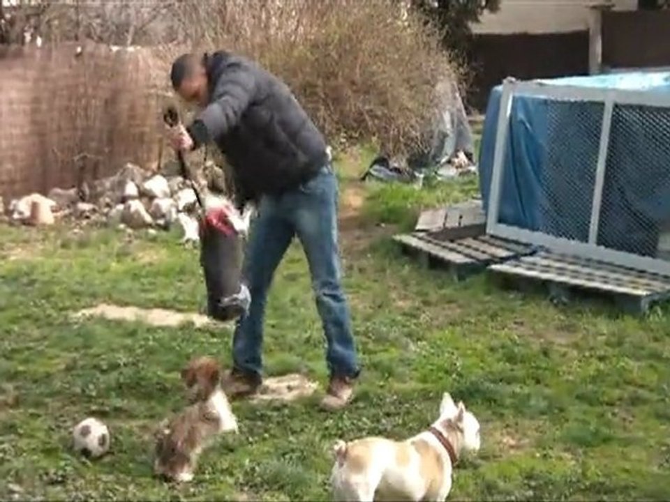 CHIEN AGRESSIF EDUCATION CANINE 13 MARSEILLE 83 VAR