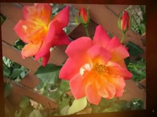 Landscapers Minneapolis