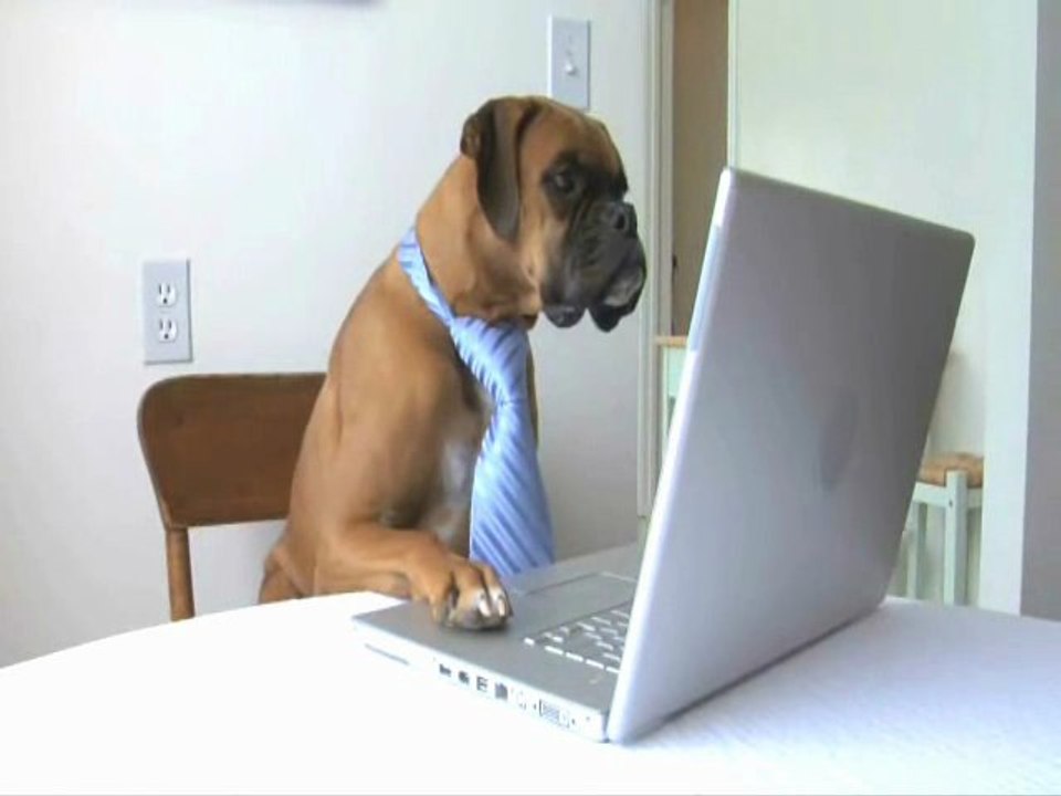 Dog With Tie On Laptop