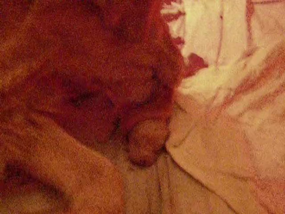 Naissance chiots Hawaï