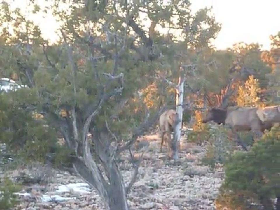 Wapiti au Grand Canyon