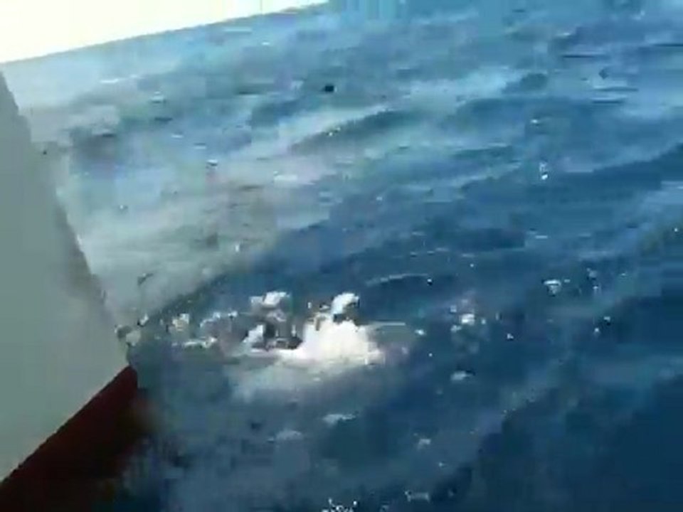 Malpelo