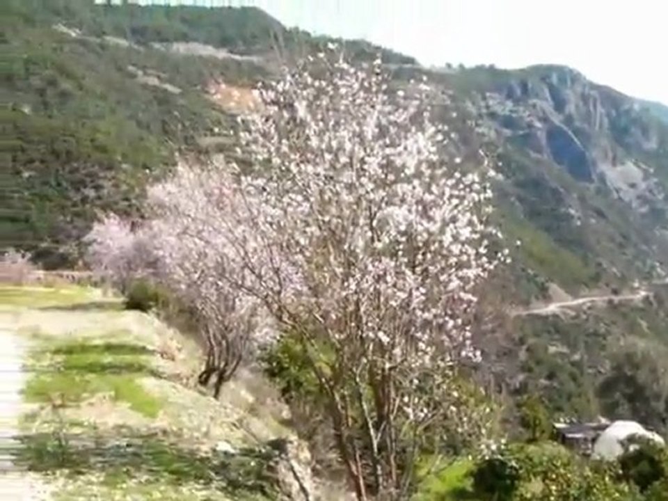 Anamur Karaçukur Köyü, Mandelblüte Maerz 2011