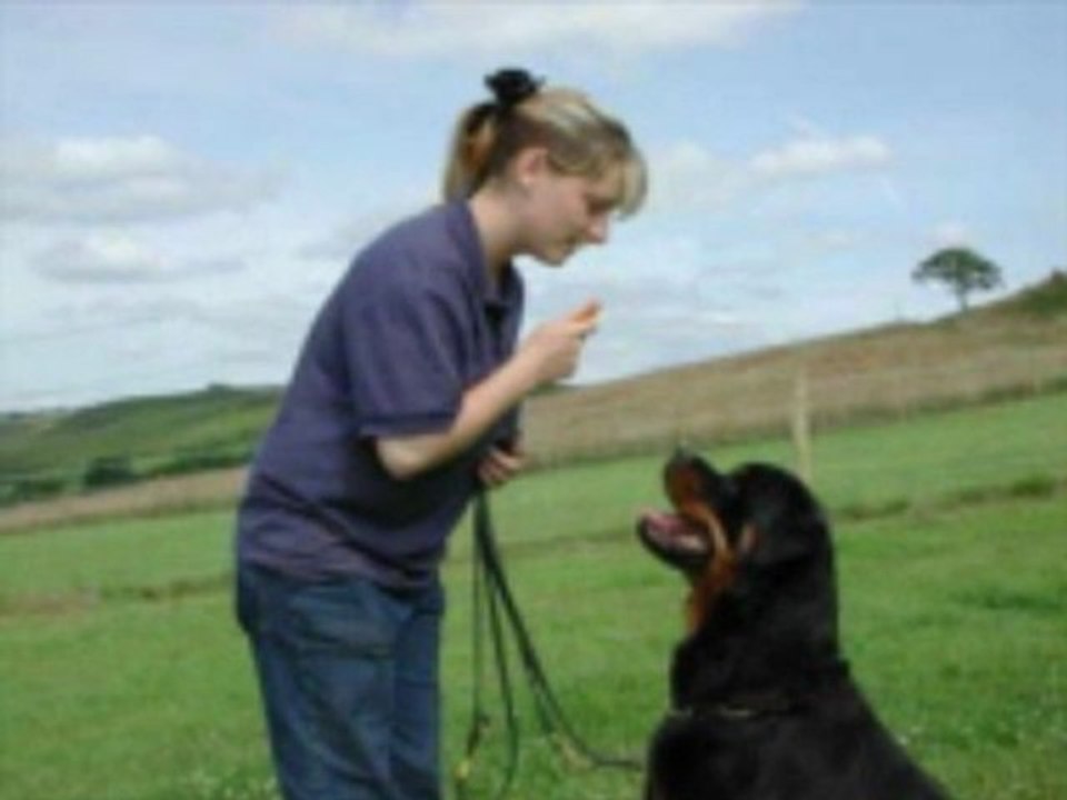 Dog Training Obedience