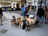 Friendly Dog Walkers