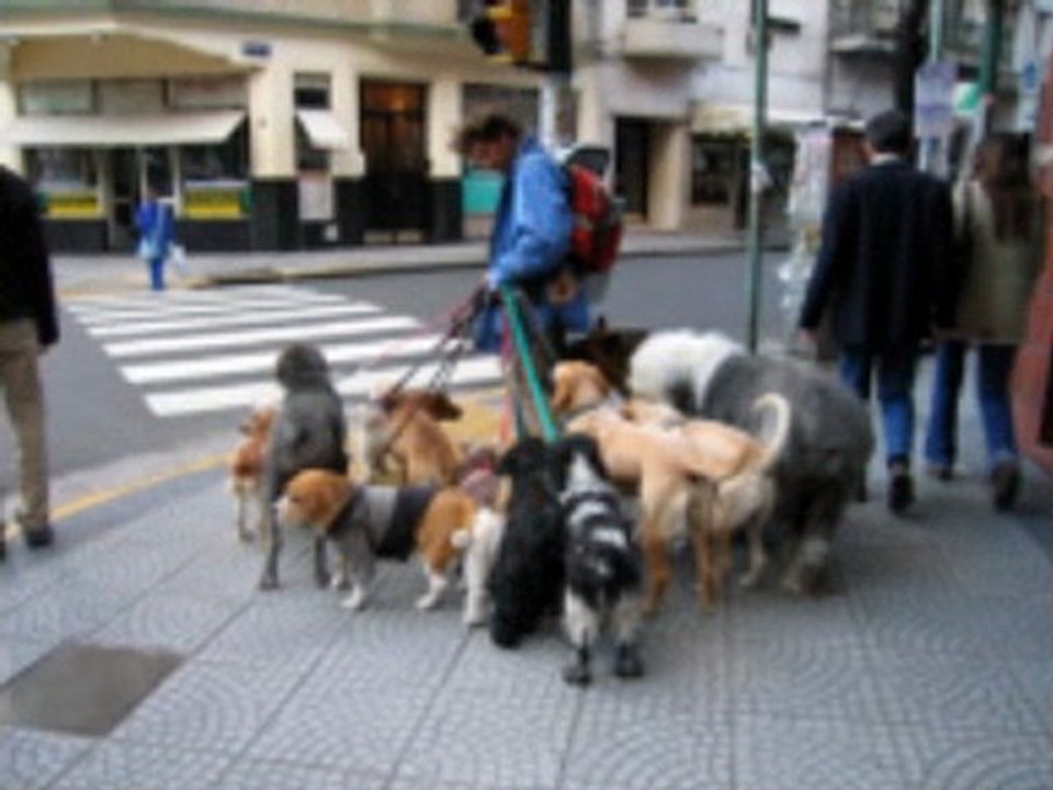 Dog Walkers Professional