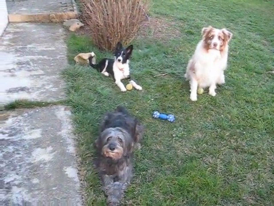 fevrier VIDEO ASSIS A 3