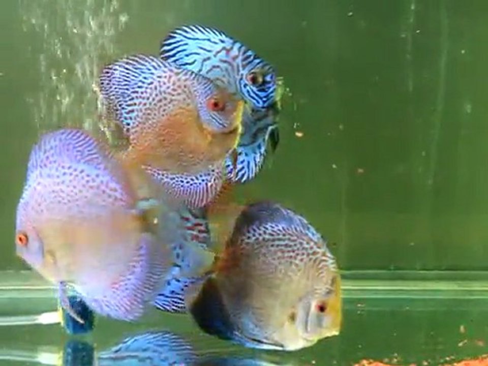 Leopar Snake Skin Discuslar