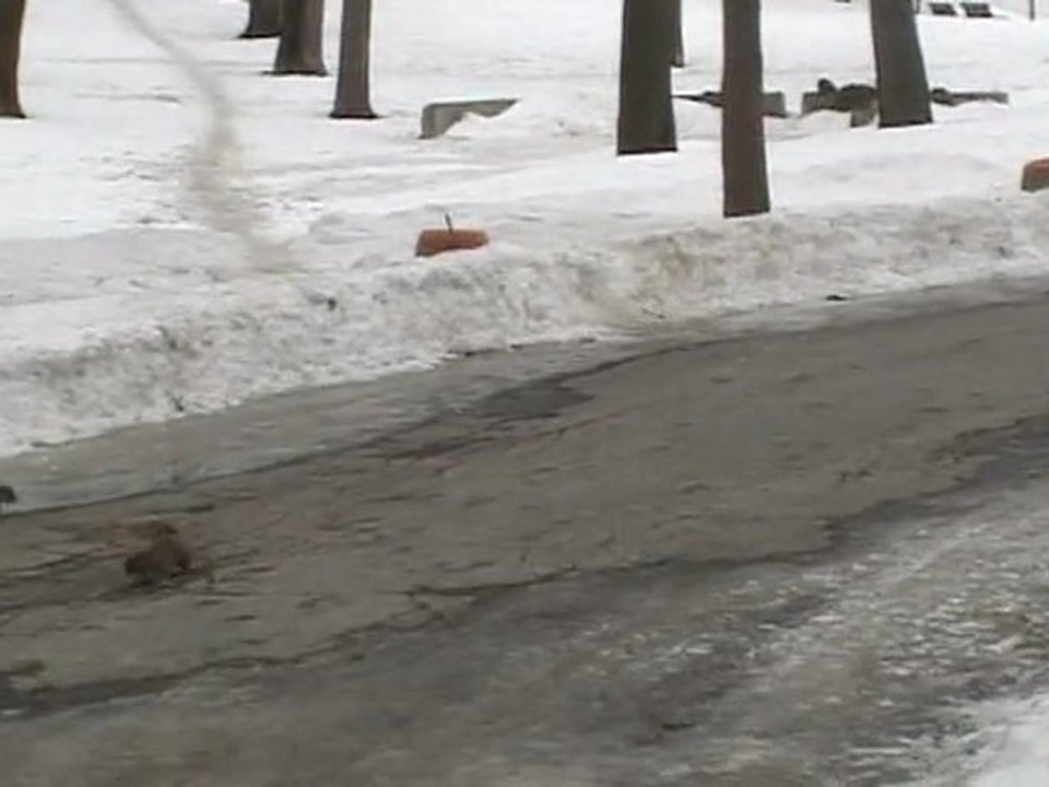 CANADA Fév. 2011 - Montréal - Ecureuils Parc La Fontaine (1)
