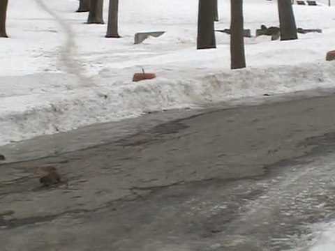 CANADA Fév. 2011 - Montréal - Ecureuils Parc La Fontaine (1)