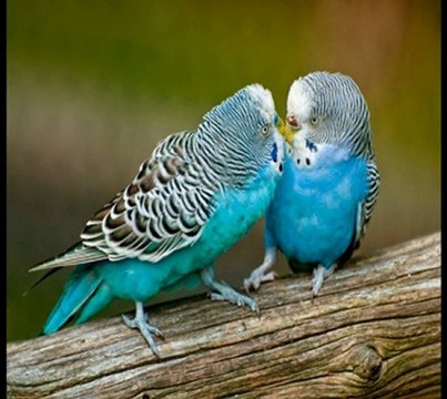 NESRİN SİPAHİ-BİR NİGÂH ET NE OLUR HÂLİME EY GONCA DEHEN