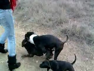 amstaff contre staffy