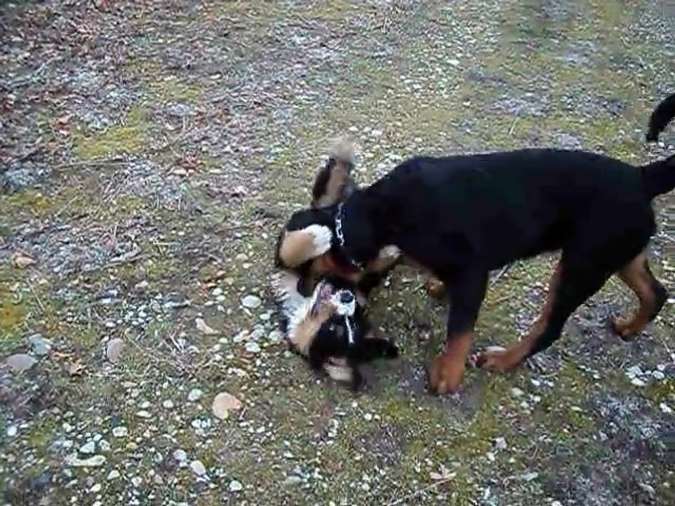 dimanche 20 fevrier st alban 016