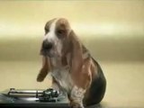 Köpekten Dj Olurmu Demeyin İzleyin :)