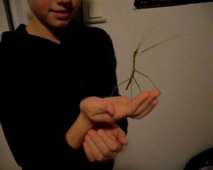 Matthias VS Phasme.