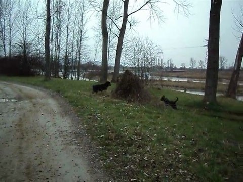 paco et felina samedi 26 fevrier 016