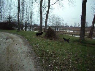 paco et felina samedi 26 fevrier 016