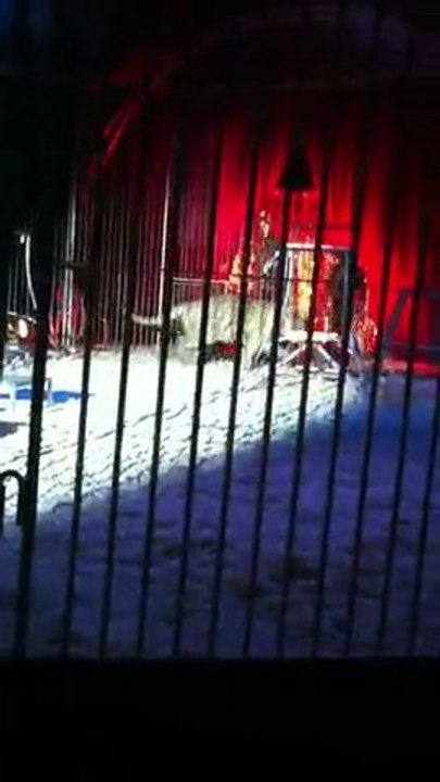 Tigre Blanc Cirque Zavatta