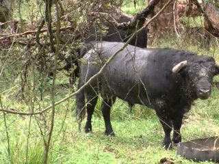 Last stand in battle for Ecuador bullfighting