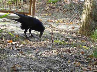 Détente dans la volière