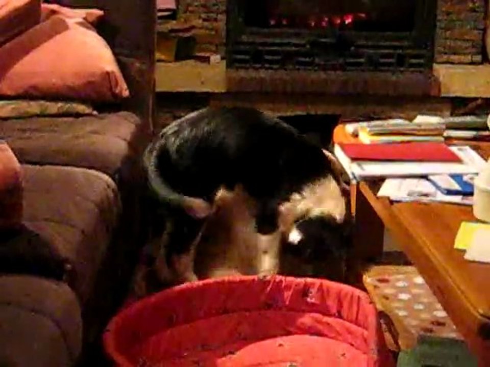 video lutte 1 dimanche