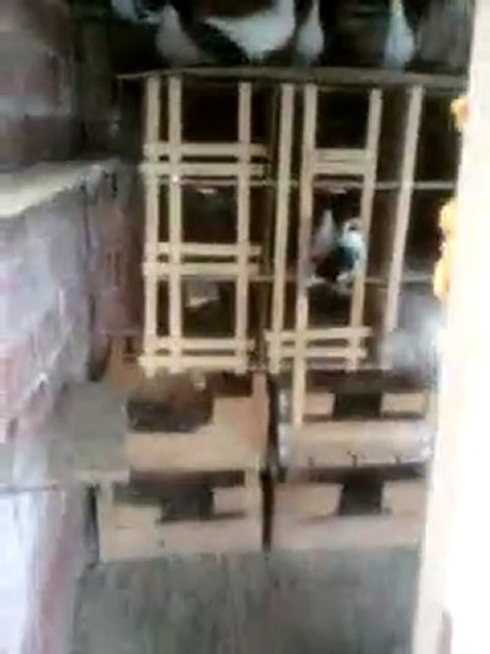 Video-0001_NEW