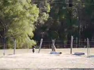 le petit kangourou a presque retrouvé sa maman