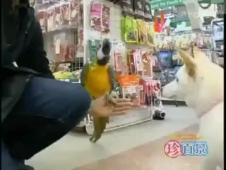 Il pappagallo che abbaia