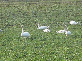 Milly sur thérain : le nouveau lac des cygnes