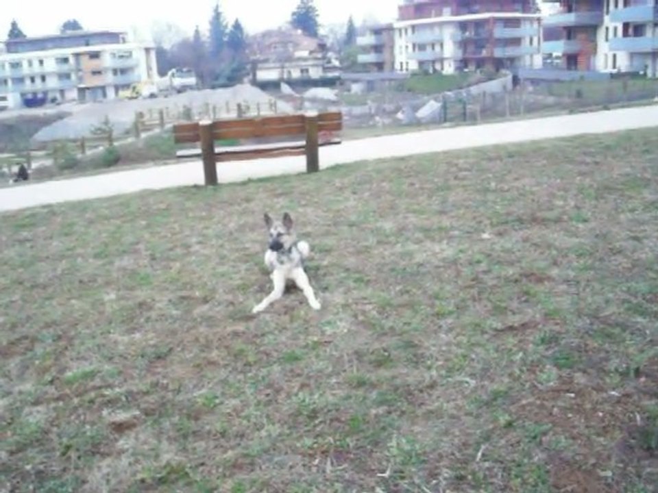 L'apprentissage du BA, l'intelligence même