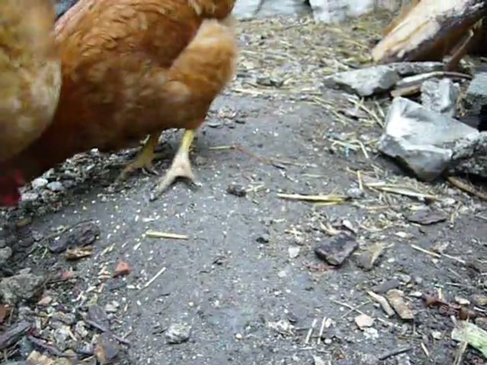 poulettes