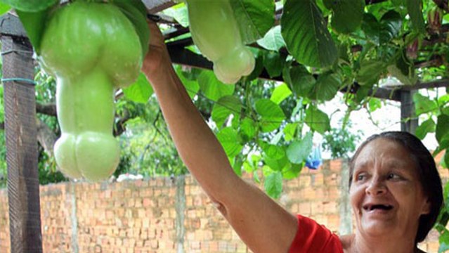 L'arbre qui fait des fruits en forme de quéquettes...