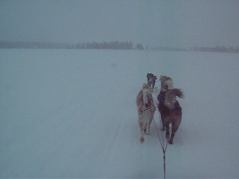 lapland groenlandais safari