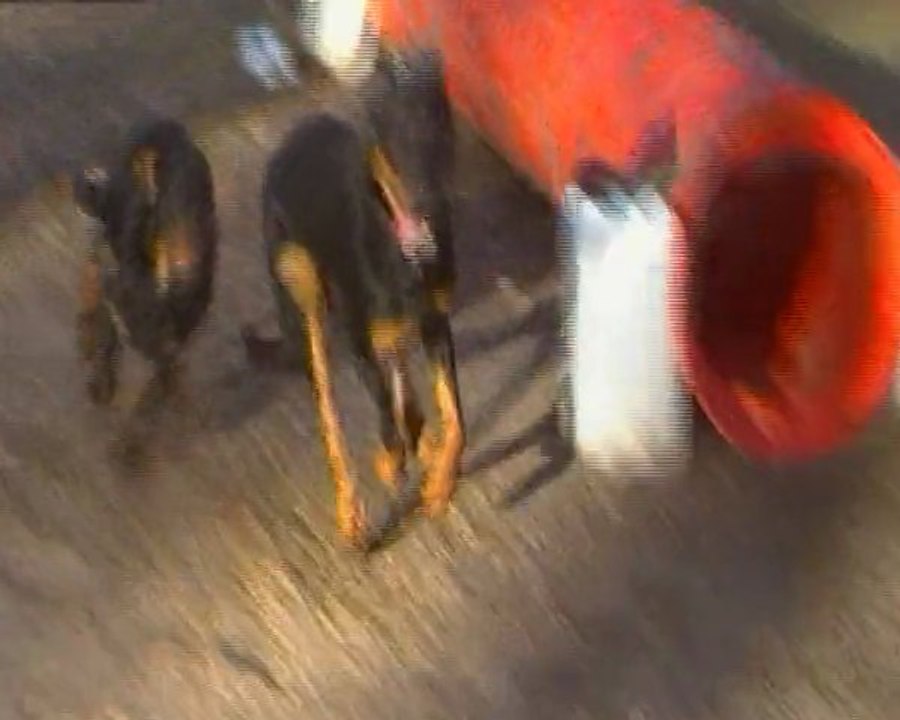 Faika des Gardiens de la Nacre 11 mois et Filow jeune mâle M