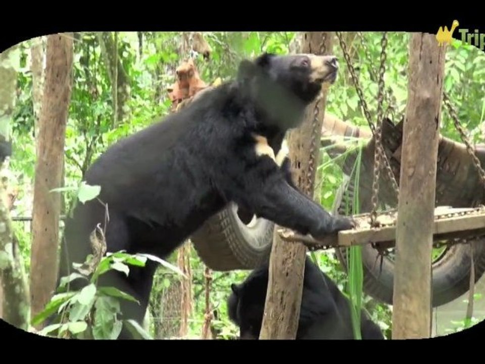 Laos - Les ours et  les chutes d'eau de Kuang SI