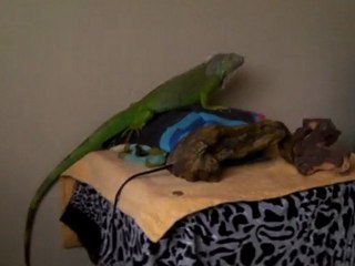 İguana ile oyun oynamak xD