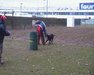 Cheyenne a l entrainement de ring ...
