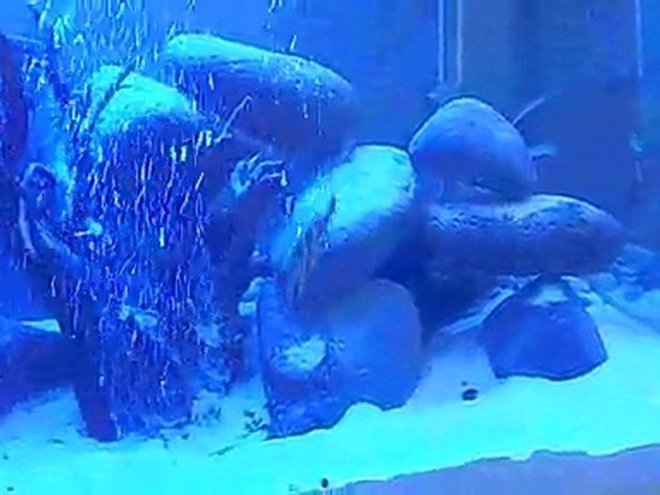 malawi  tankım ve balıkları..