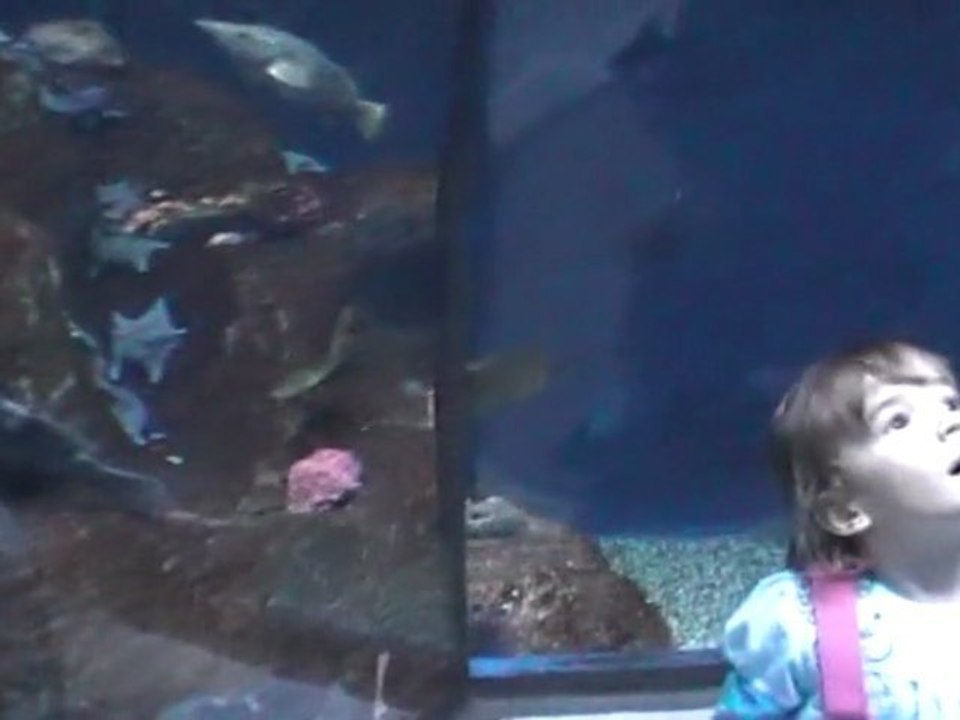 CANADA Fév. 2011 - Aquarium de Québec - Tunnel Poissons (1)