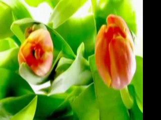 HÂTİM-İ ES'AM (R.A)-Yedinci fayda