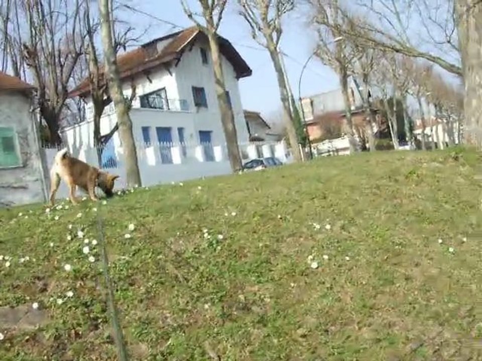 Fushi sur les bords de marne